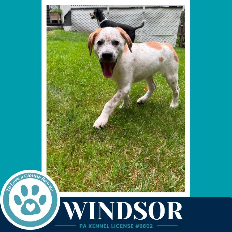 Windsor (The Palace Pups) 071826, a Adoptable mixed breed in Kimberton, PA image 1/5
