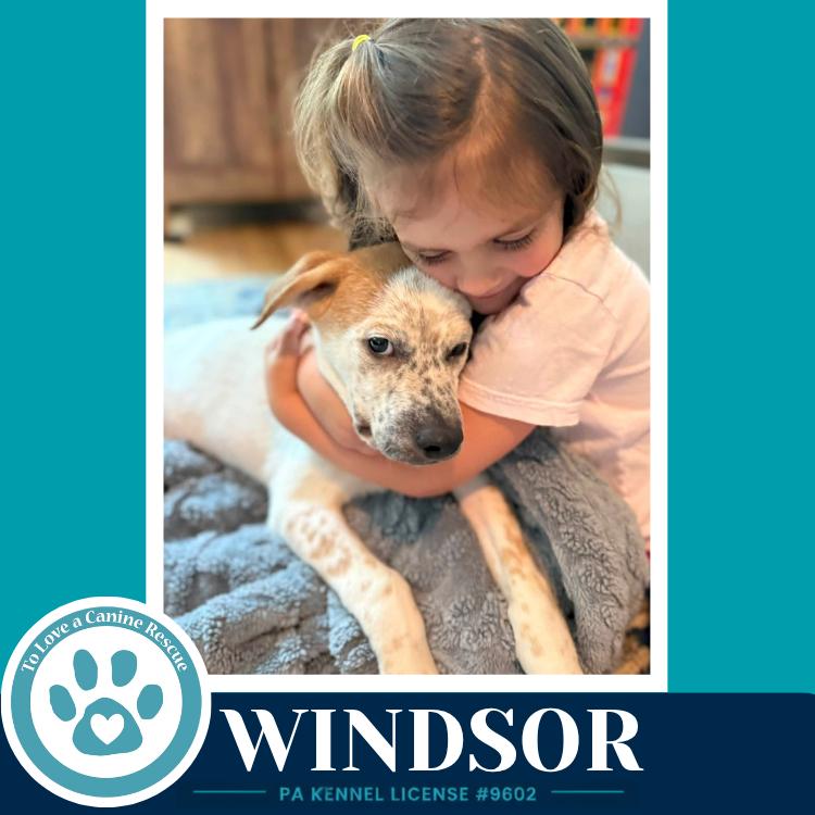 Windsor (The Palace Pups) 071826, a Adoptable mixed breed in Kimberton, PA image 2/5
