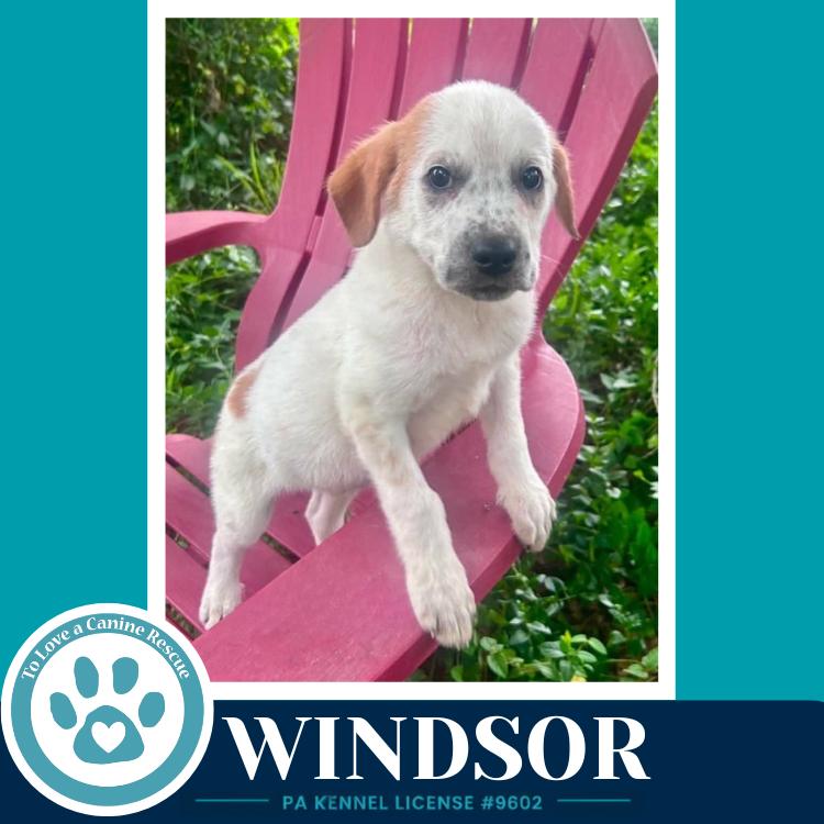 Windsor (The Palace Pups) 071826, a Adoptable mixed breed in Kimberton, PA image 3/5