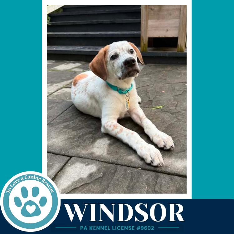 Windsor (The Palace Pups) 071826, a Adoptable mixed breed in Kimberton, PA image 4/5