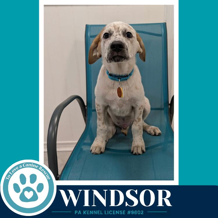 Windsor (The Palace Pups) 071826, a Adoptable mixed breed in Kimberton, PA image 5/5