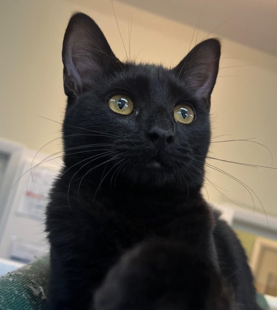 Lemon, Adoptable, Young Female Domestic Short Hair.