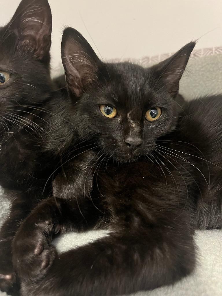 Lemon, a Adoptable mixed breed in Neosho, MO image 2/6