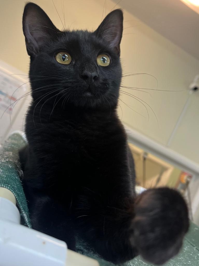 Lemon, a Adoptable mixed breed in Neosho, MO image 3/6