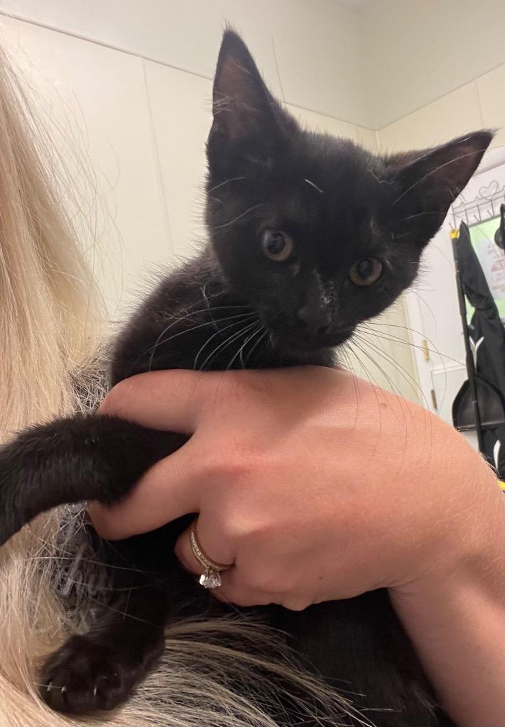 Lemon, a Adoptable mixed breed in Neosho, MO image 5/6