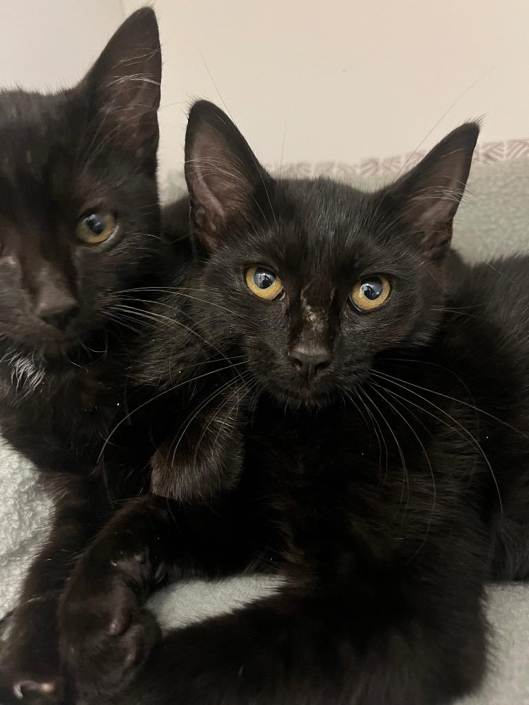 Lemon, a Adoptable mixed breed in Neosho, MO image 6/6