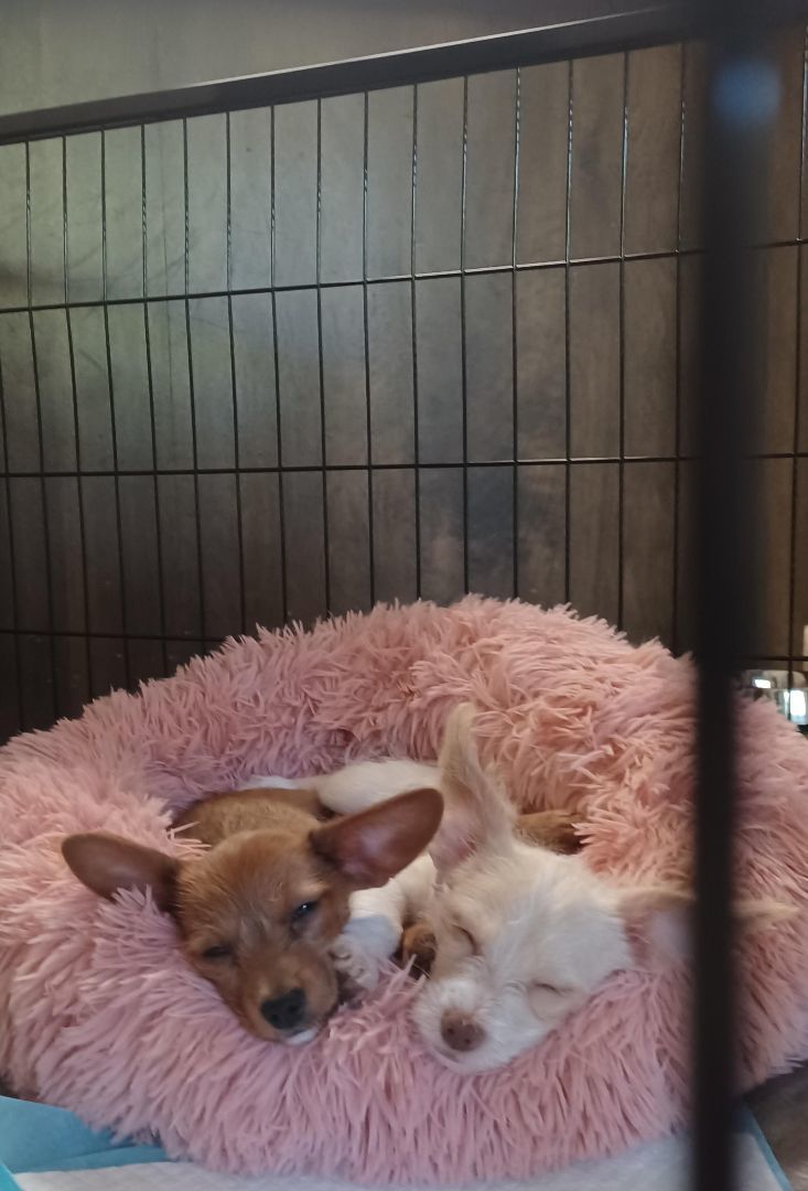 Brownie (tan), Adopted, Puppy Female Chihuahua & Terrier.