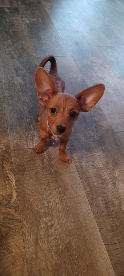 Brownie (tan), a Adopted mixed breed in Sacramento, CA image 2/14