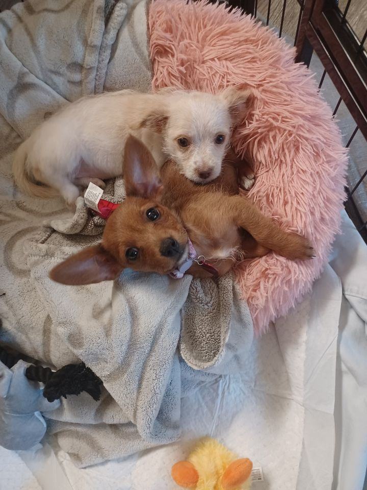 Brownie (tan), a Adopted mixed breed in Sacramento, CA image 3/14