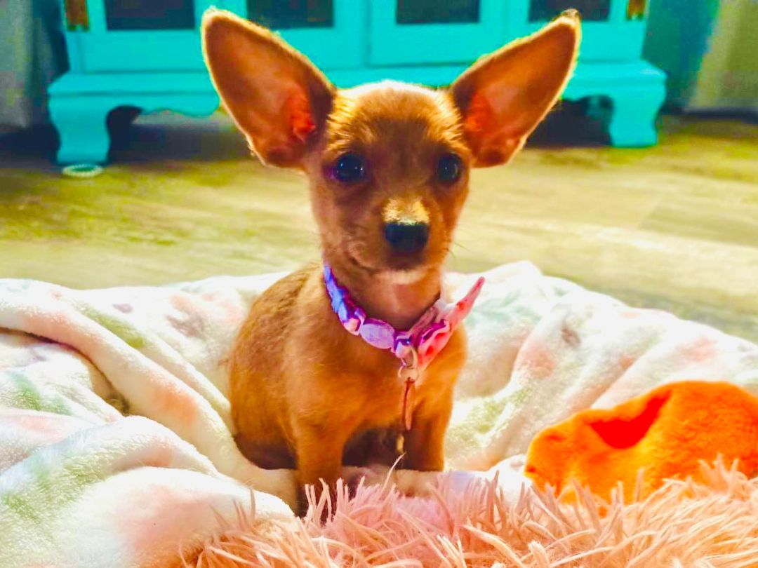 Brownie (tan), a Adopted mixed breed in Sacramento, CA image 4/14