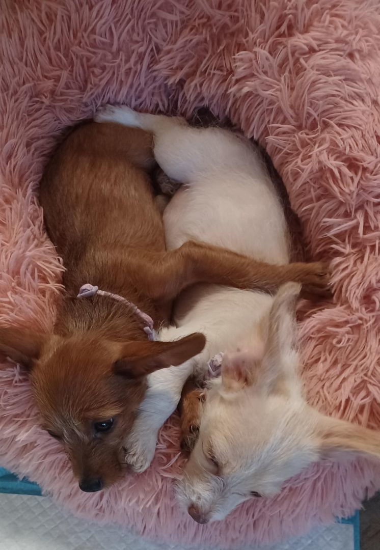 Brownie (tan), a Adopted mixed breed in Sacramento, CA image 5/14