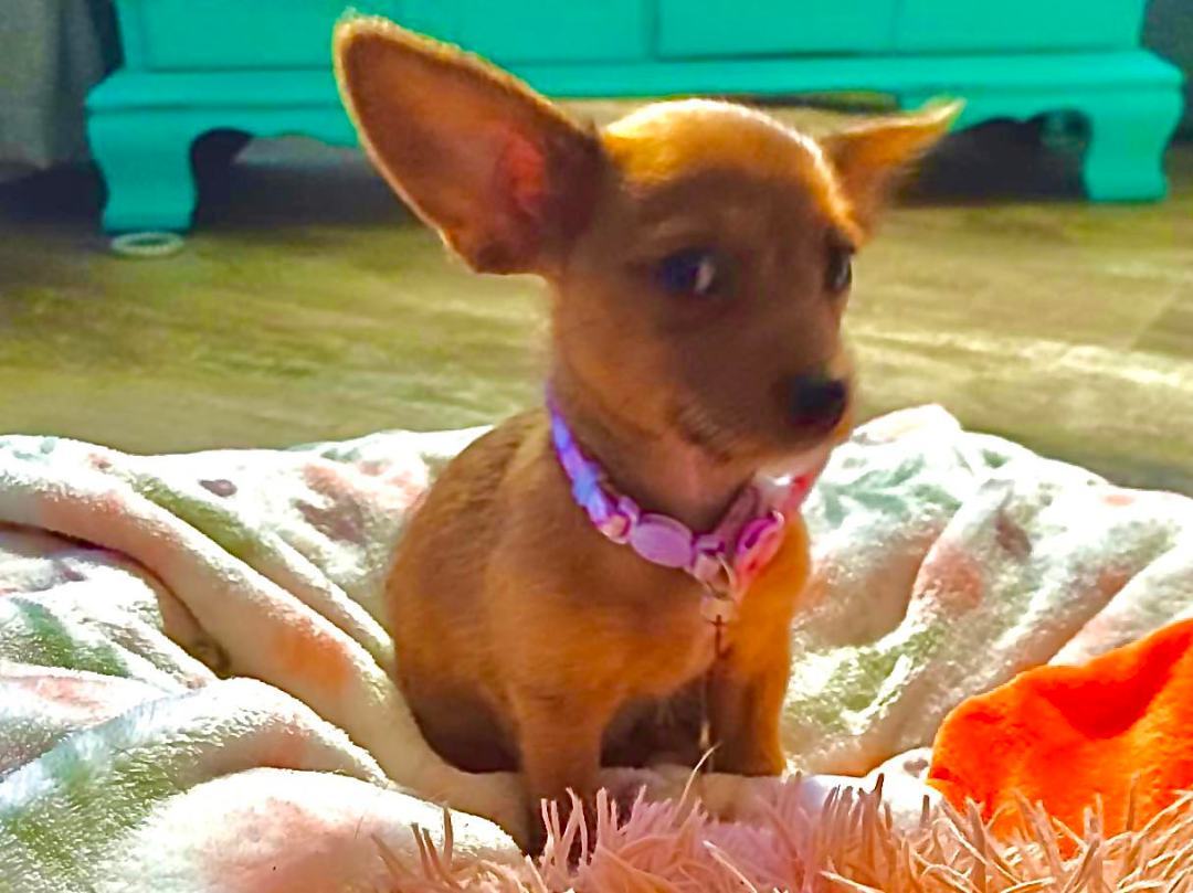 Brownie (tan), a Adopted mixed breed in Sacramento, CA image 6/14