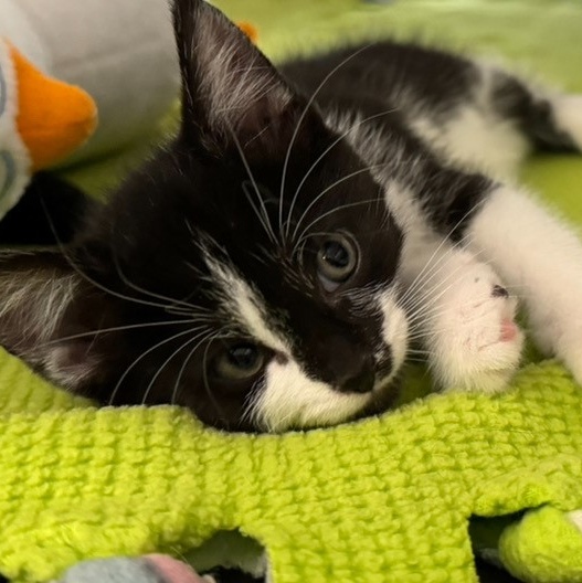 Enlarge Dewy *, a Adoptable Domestic Short Hair in Douglas, MI image 4/4