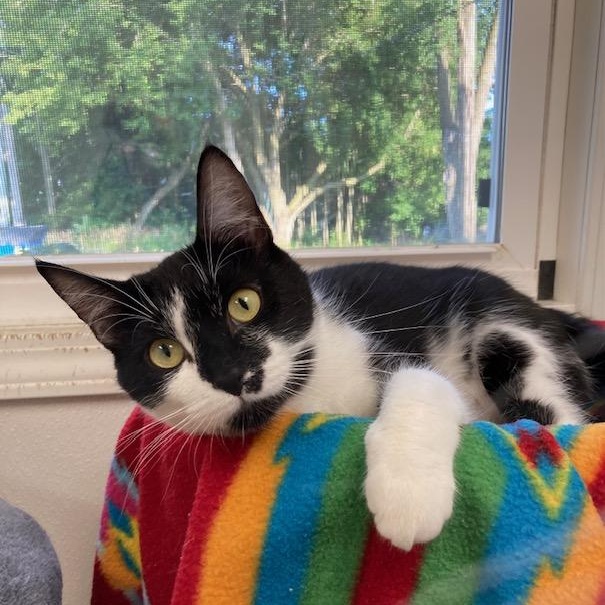 Enlarge Dewy *, a Adoptable Domestic Short Hair in Douglas, MI image 2/4