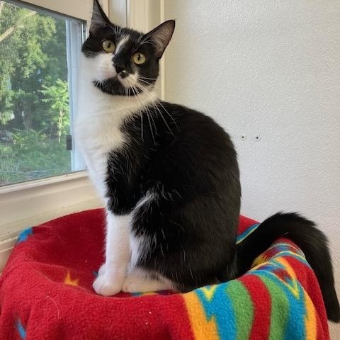 Enlarge Dewy *, a Adoptable Domestic Short Hair in Douglas, MI image 1/4