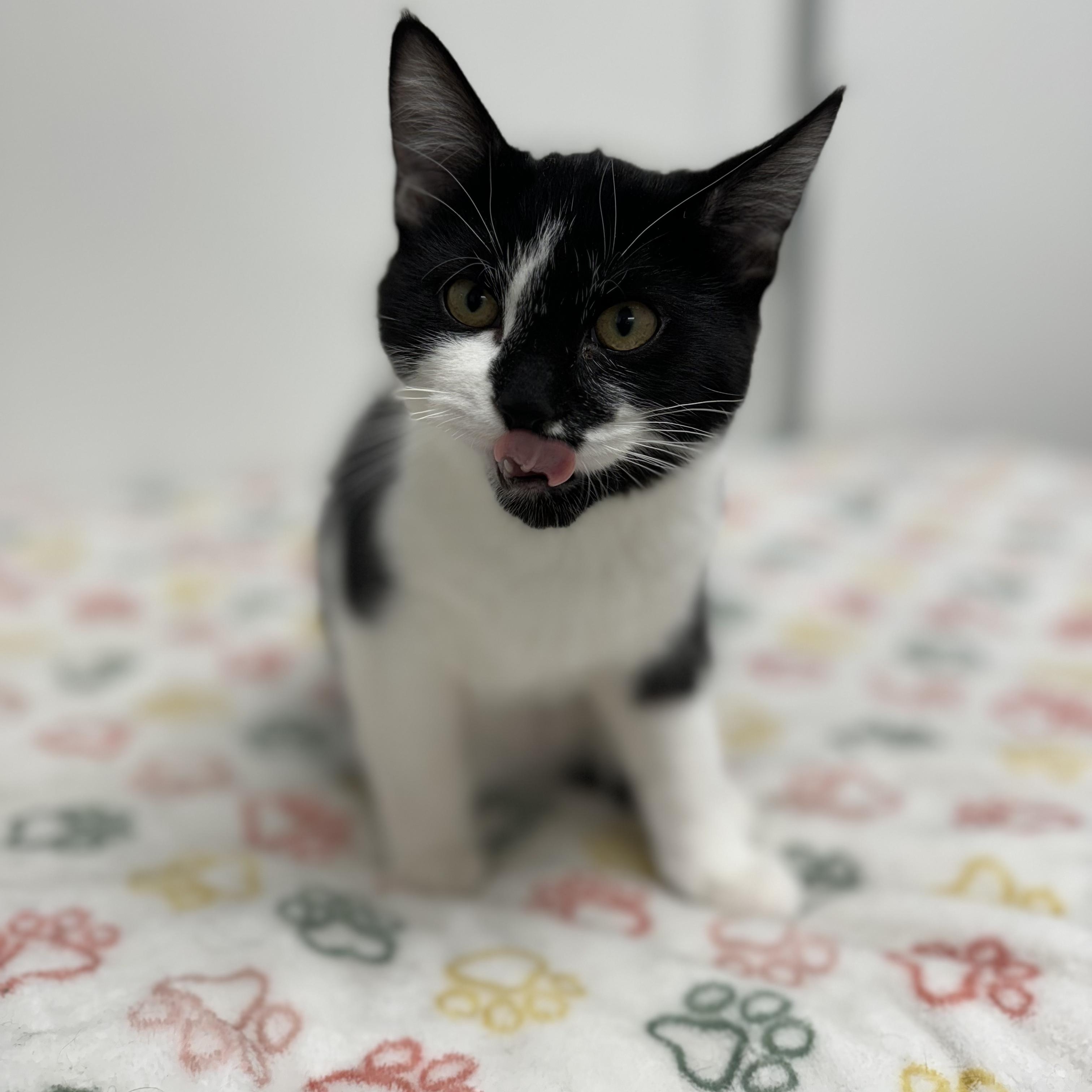 Enlarge Dewy *, a Adoptable Domestic Short Hair in Douglas, MI image 3/4