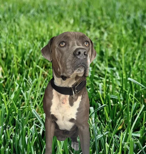 Enlarge OLLIE, a Adoptable American Bulldog in Miami, FL image 1/2