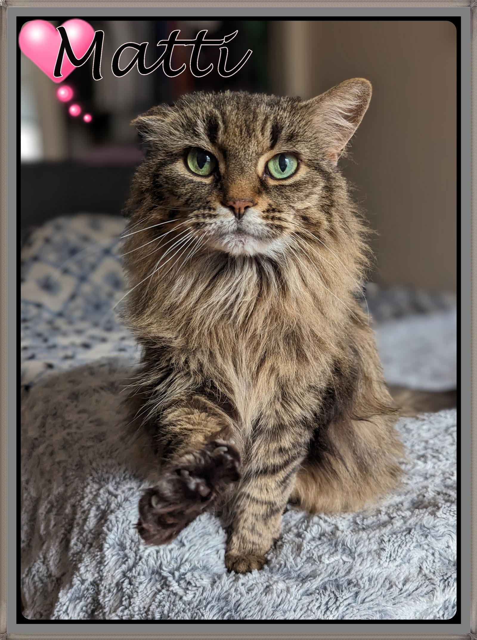 MATTI, Adoptable, Adult Female Domestic Long Hair.