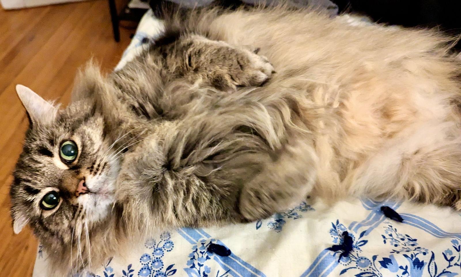 Enlarge MATTI, a Adoptable Domestic Long Hair in London, ON image 2/3