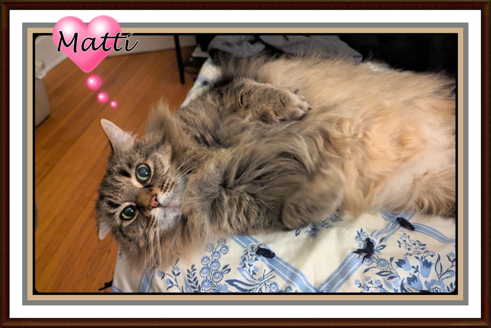Enlarge MATTI, a Adoptable Domestic Long Hair in London, ON image 3/3