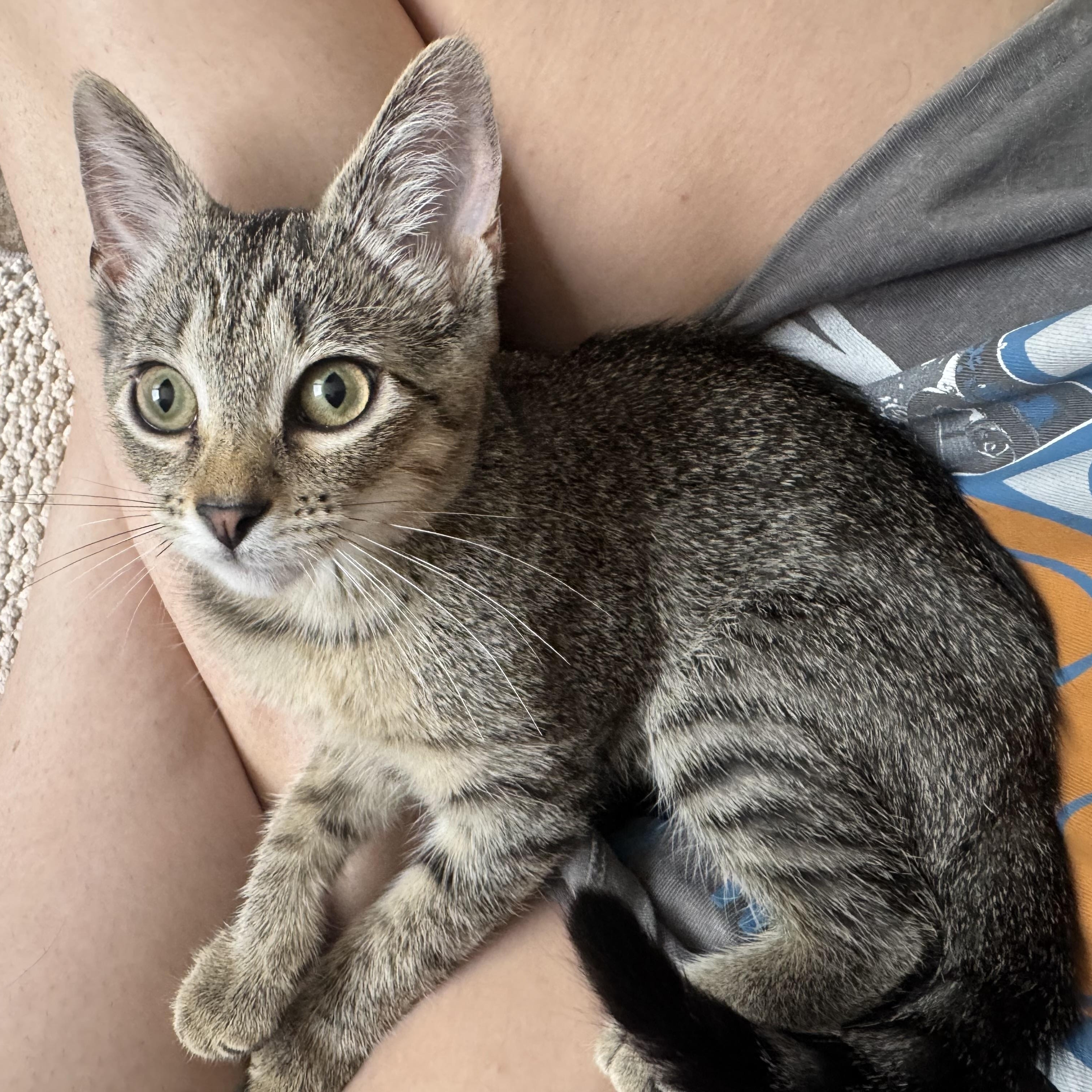Enlarge Dolly, a ADOPTABLE Domestic Short Hair in Woodlawn, TN image 1/1
