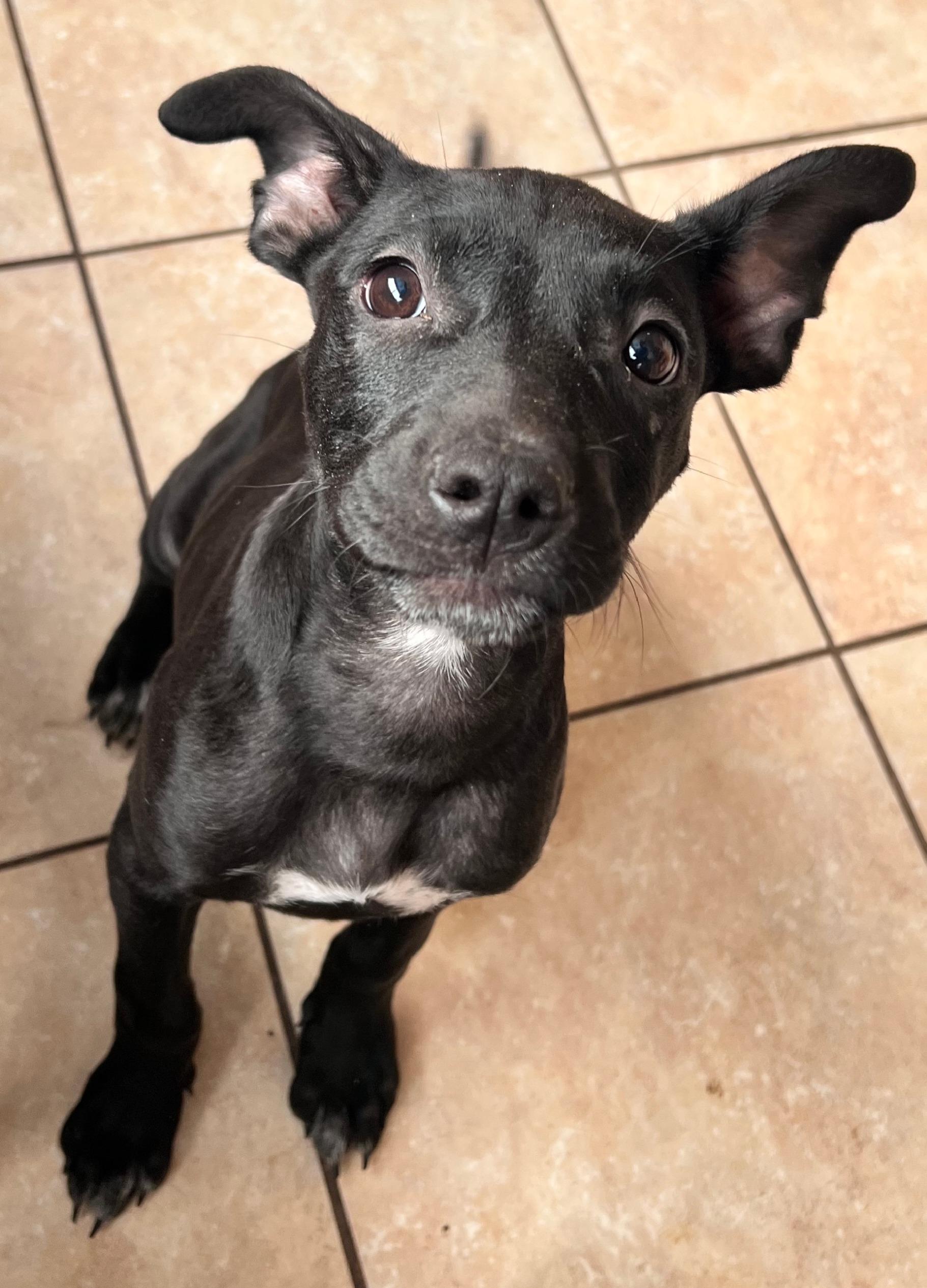 Taffy Twinkle thumbnail 2