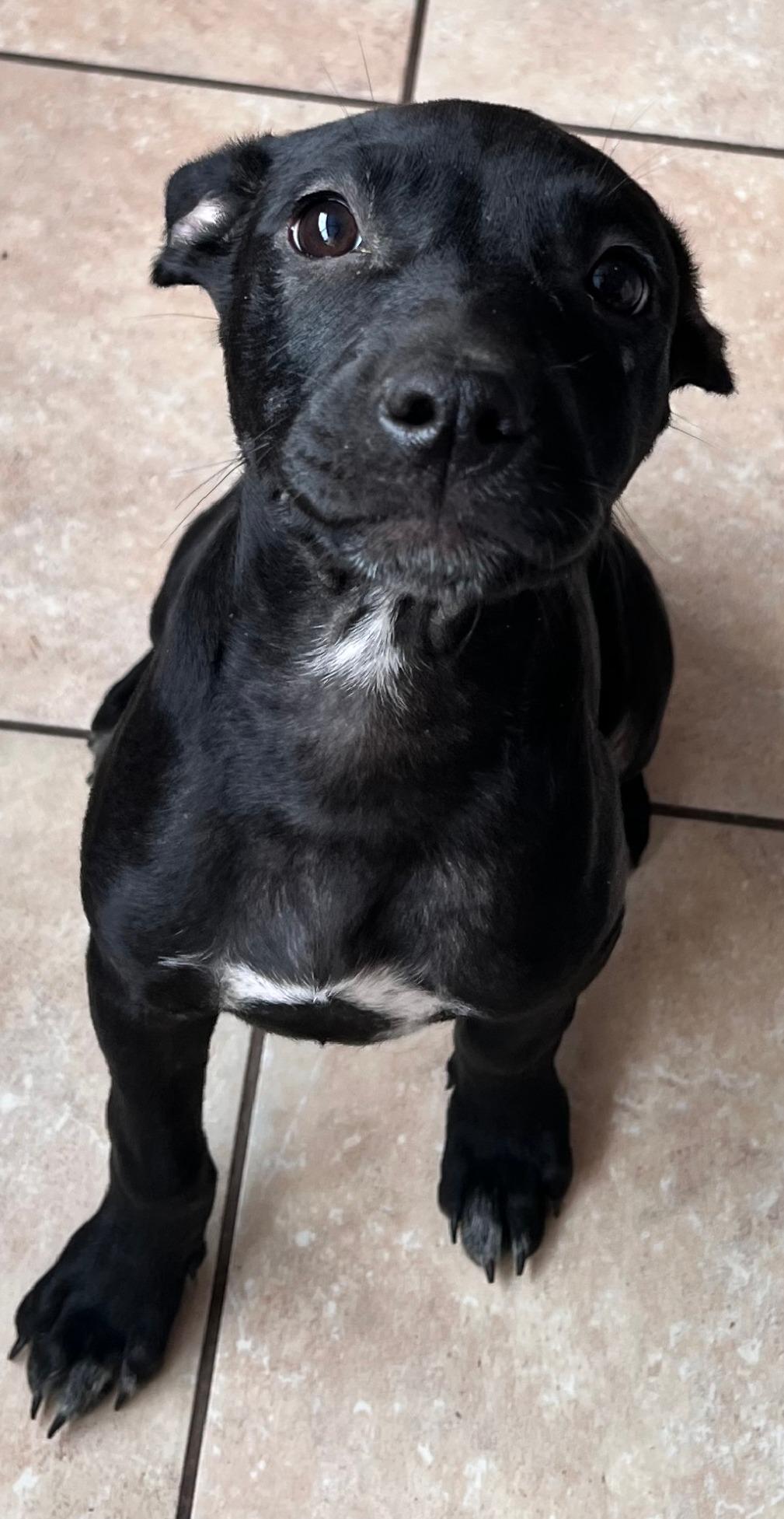 Taffy Twinkle thumbnail 3