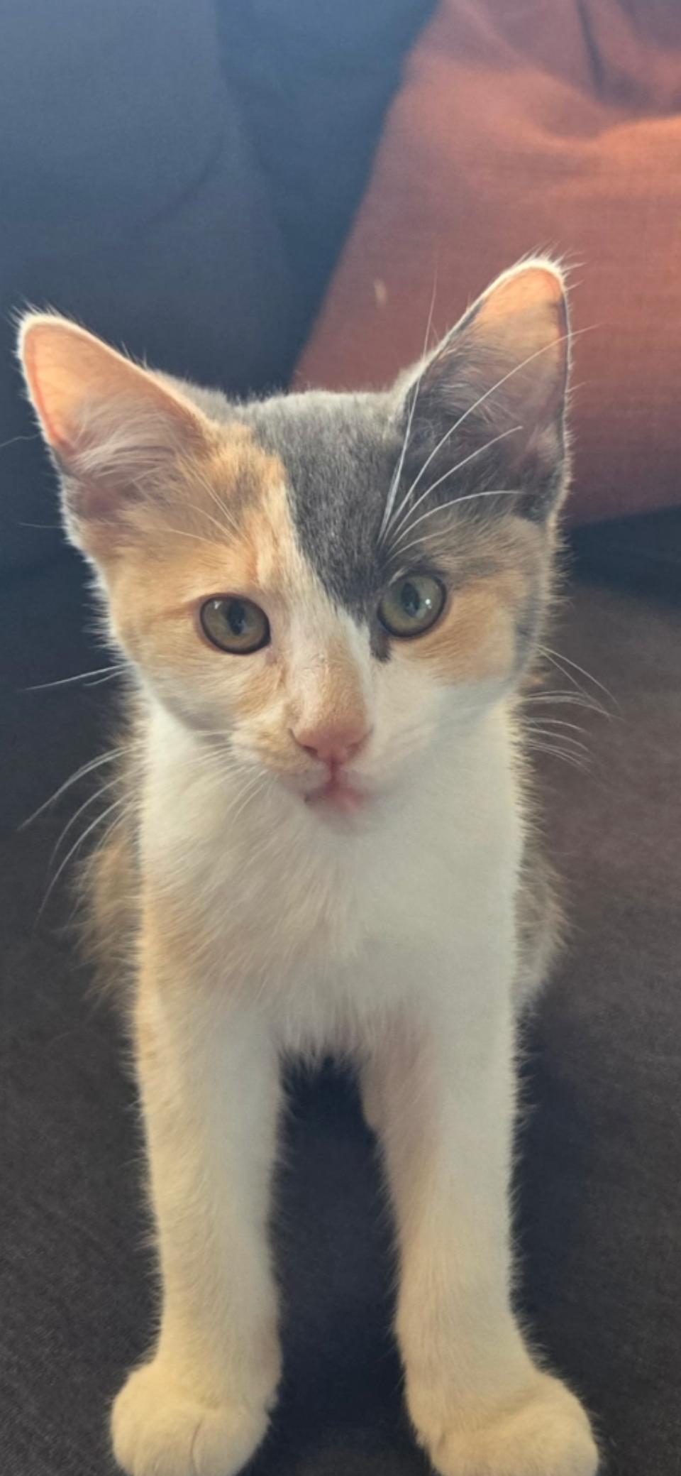 Enlarge Cookie, a Adoptable Domestic Short Hair in Scottsdale, AZ image 1/1