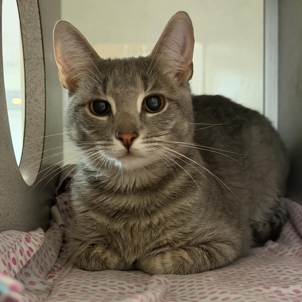 Ash, Adoptable, Adult Male Domestic Short Hair.