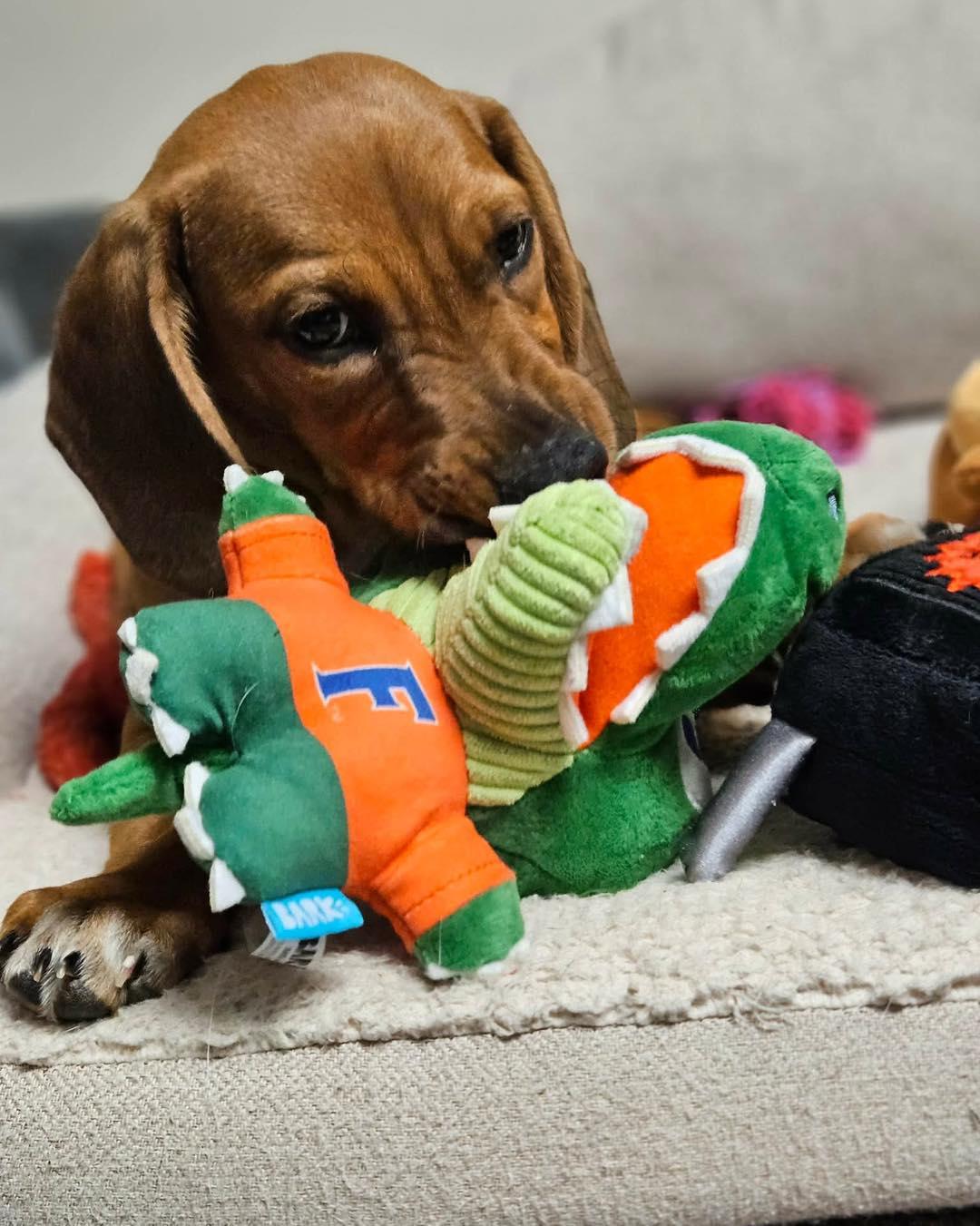 Enlarge Todd, an adopted mixed breed in Broken Arrow, OK image 3/5