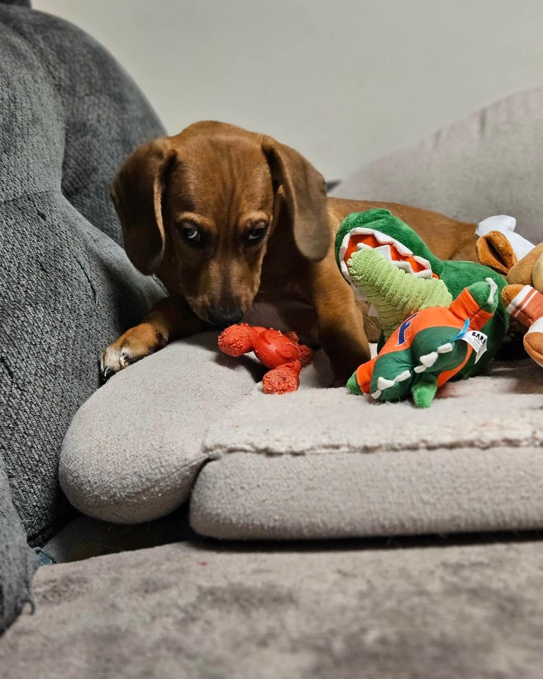 Enlarge Todd, an adopted mixed breed in Broken Arrow, OK image 5/5