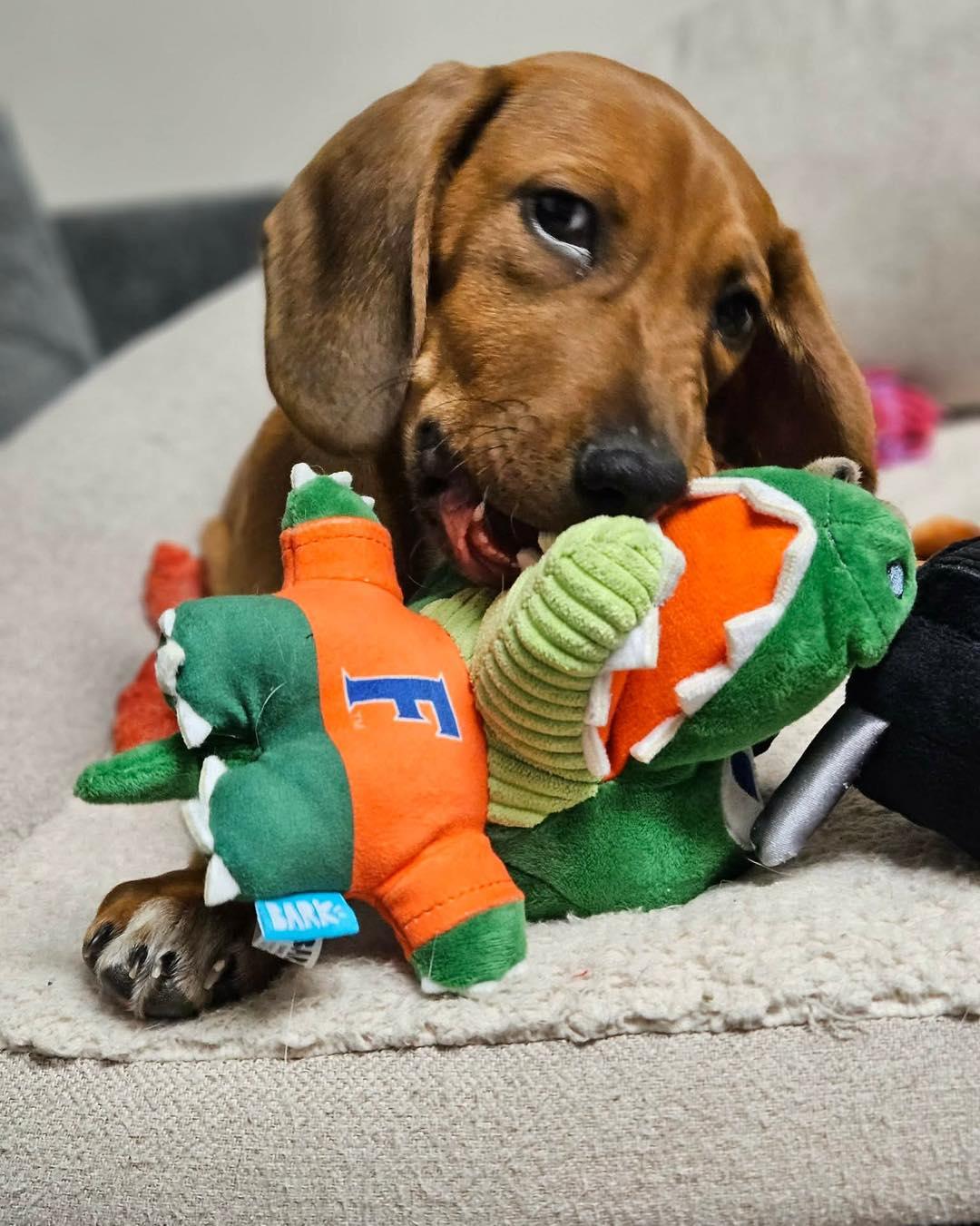 Enlarge Todd, an adopted mixed breed in Broken Arrow, OK image 2/5