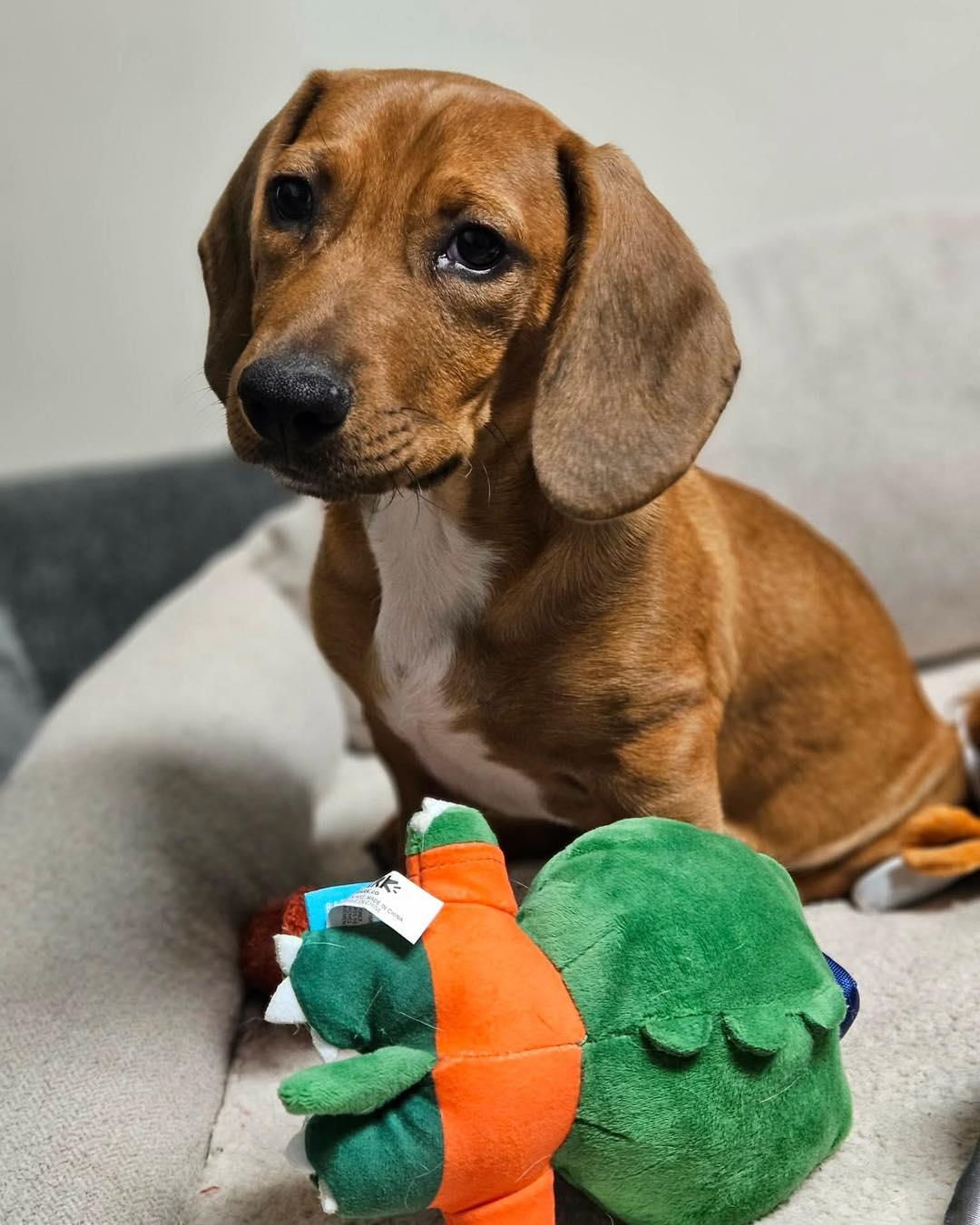 Todd, adopted, Puppy Male Basset Hound.
