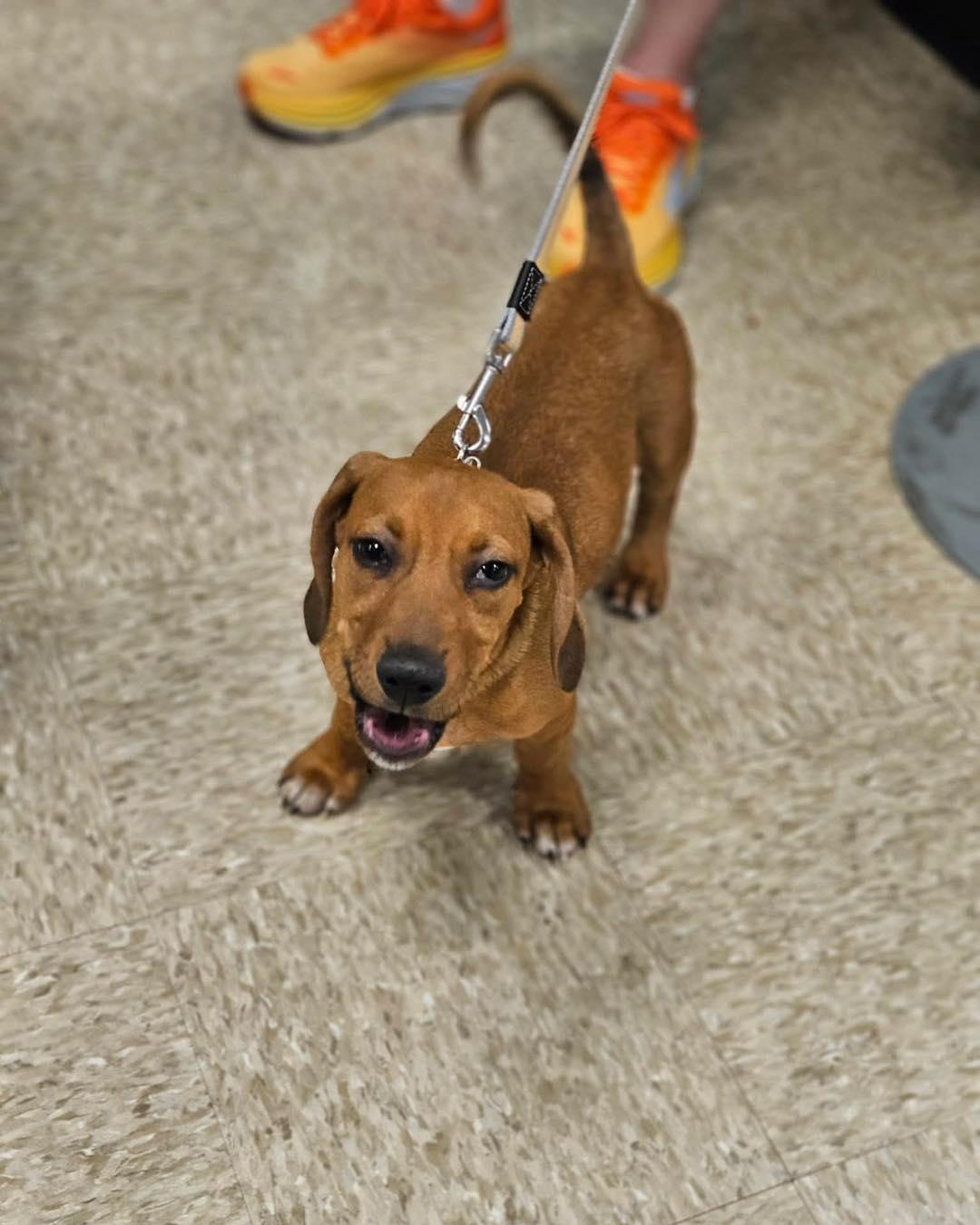 Enlarge Todd, an adopted mixed breed in Broken Arrow, OK image 4/5