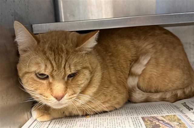 YULE, Adoptable, Adult Male Domestic Short Hair.