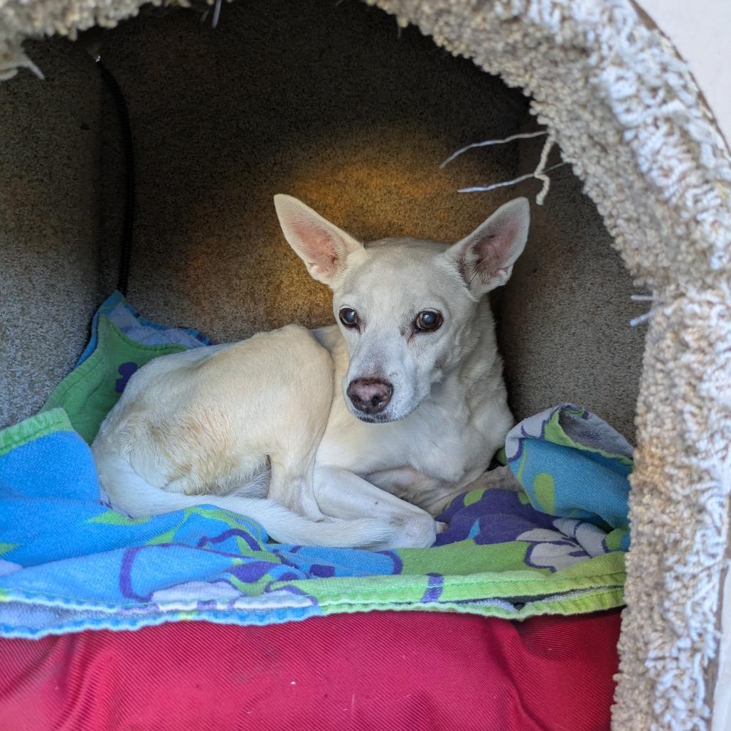 Enlarge MAISIE, an adopted mixed breed in Graham, WA image 2/5