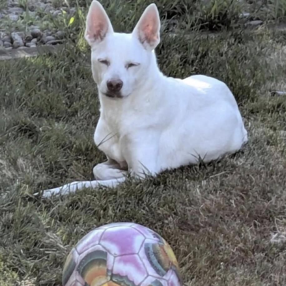 Enlarge MAISIE, an adopted mixed breed in Graham, WA image 3/5