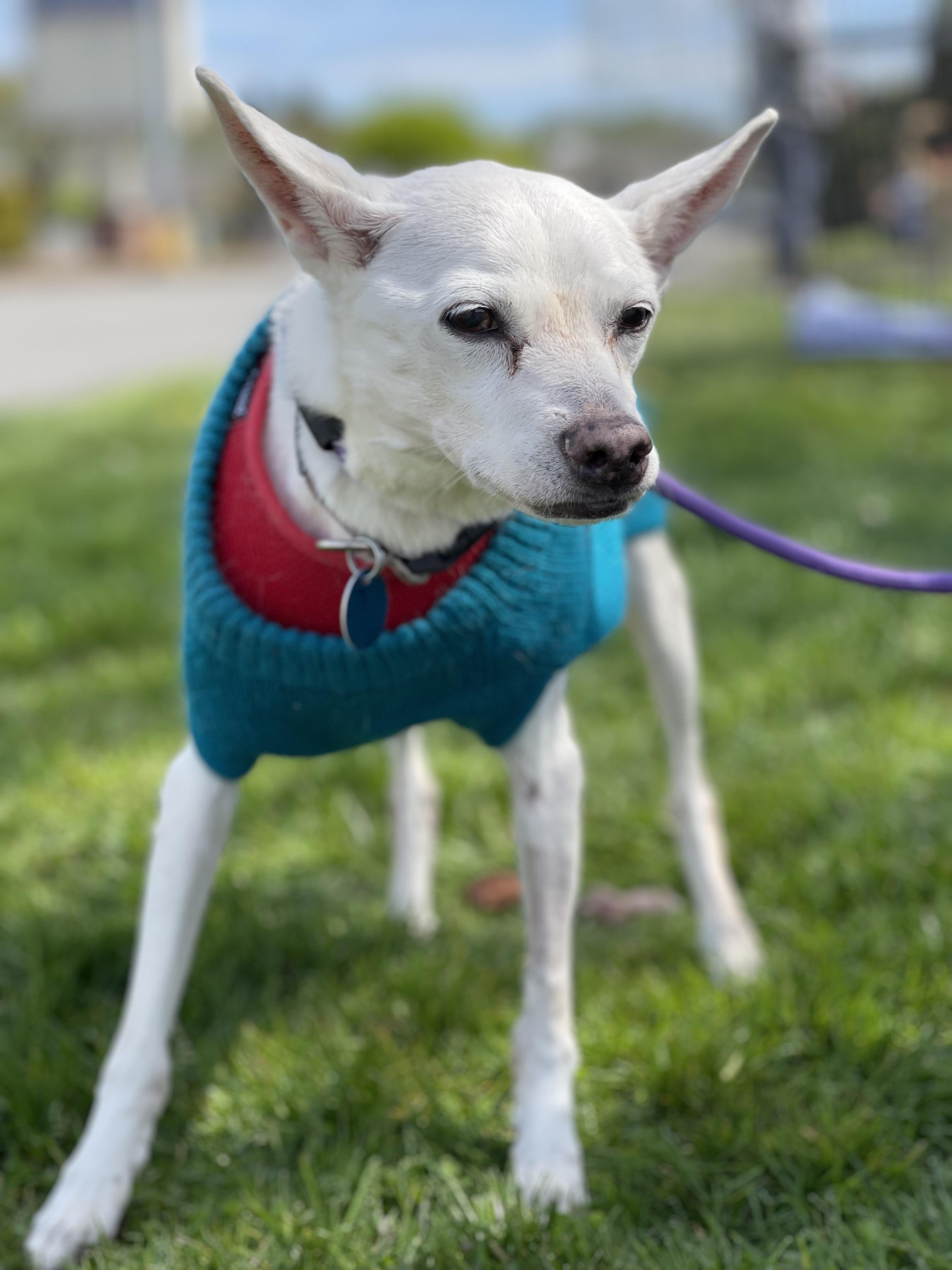 MAISIE, adopted, Senior Female Terrier.