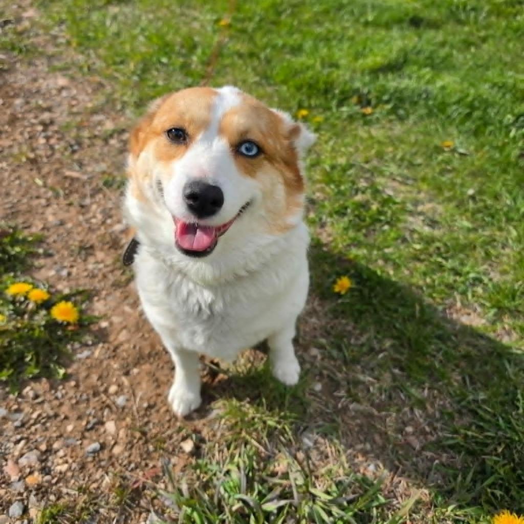 Niko & Astrid, Adoptable, Adult Male Mixed Breed & Corgi.