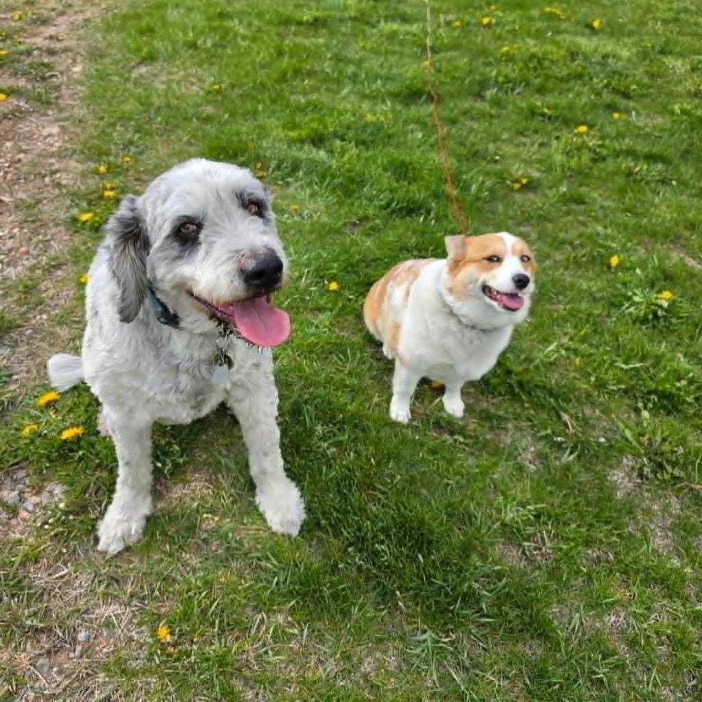 Enlarge Niko & Astrid, a Adoptable mixed breed in Thayne, WY image 2/3
