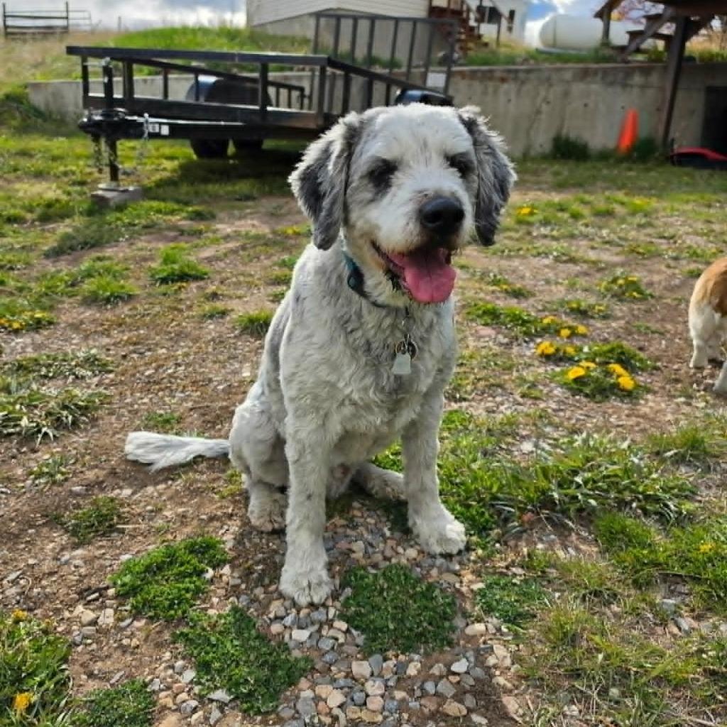 Enlarge Niko & Astrid, a Adoptable mixed breed in Thayne, WY image 3/3