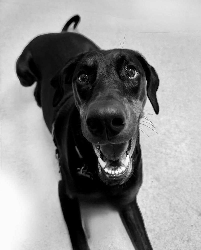 Jules (Edmonton, AB), a Adoptable Doberman Pinscher in Edmonton, AB image 2/6