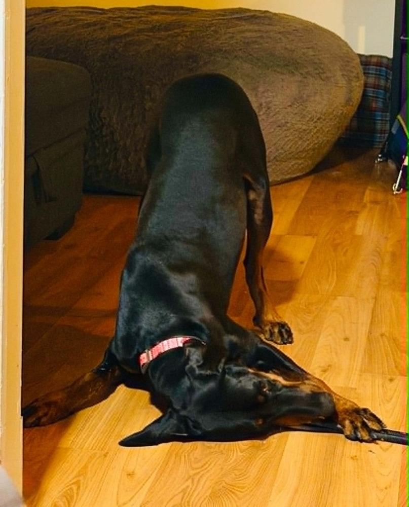 Jules (Edmonton, AB), a Adoptable Doberman Pinscher in Edmonton, AB image 4/6