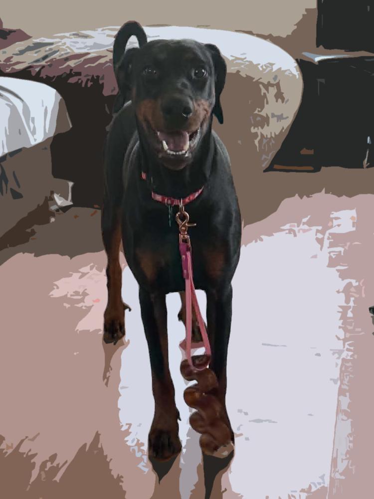 Jules (Edmonton, AB), a Adoptable Doberman Pinscher in Edmonton, AB image 5/6