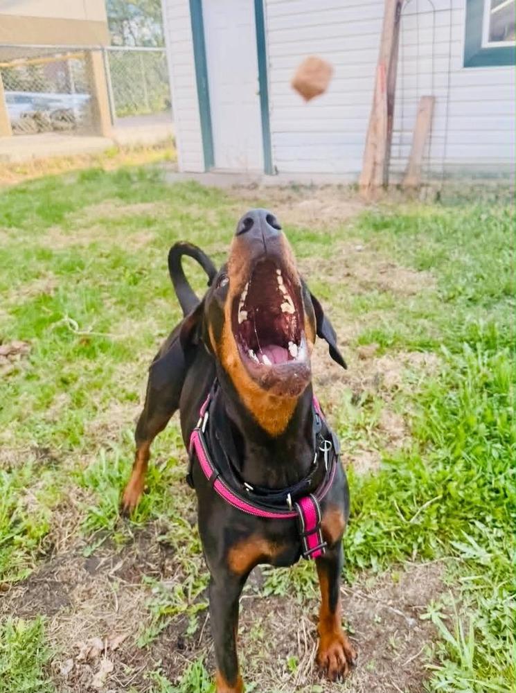 Jules (Edmonton, AB), a Adoptable Doberman Pinscher in Edmonton, AB image 6/6