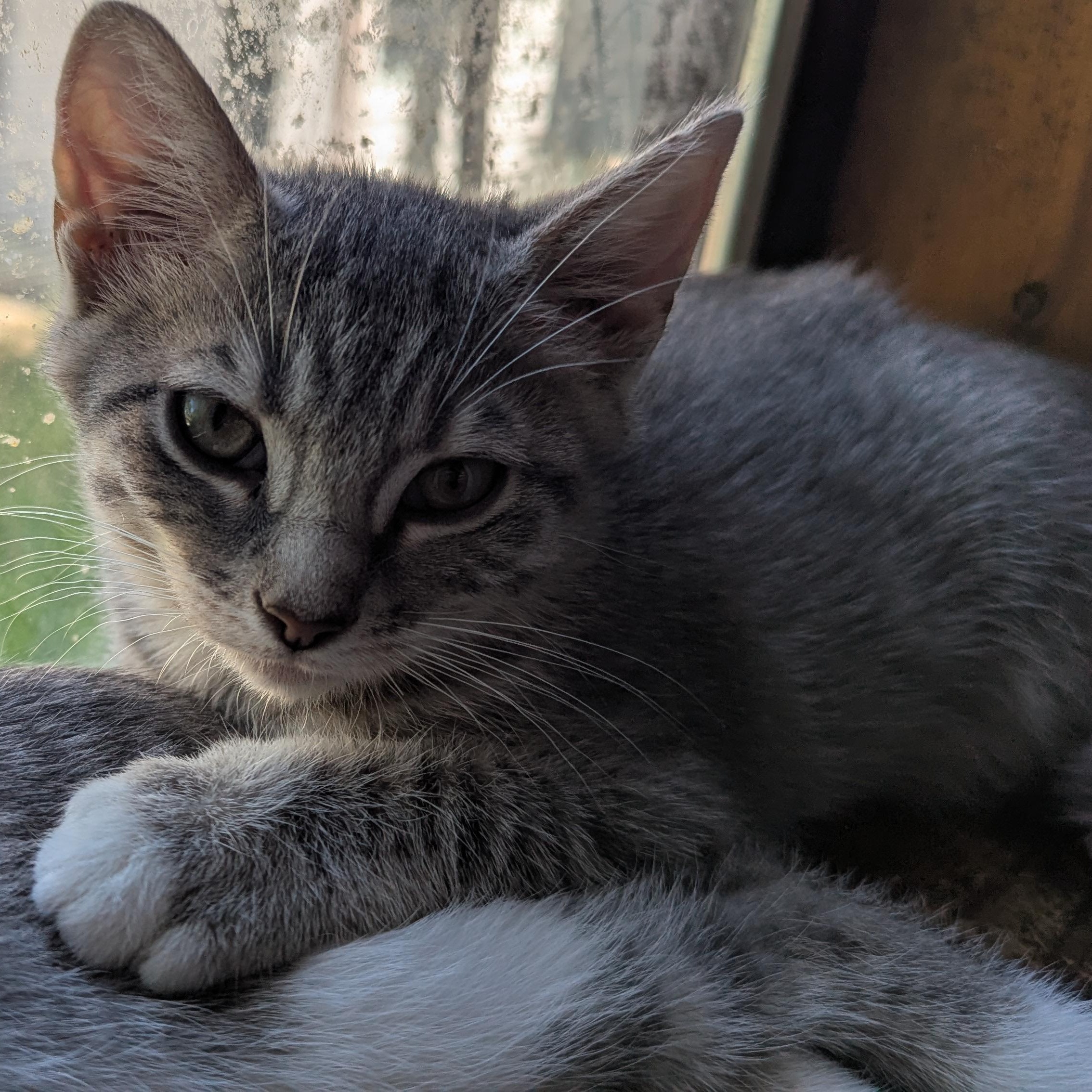 Phoebe