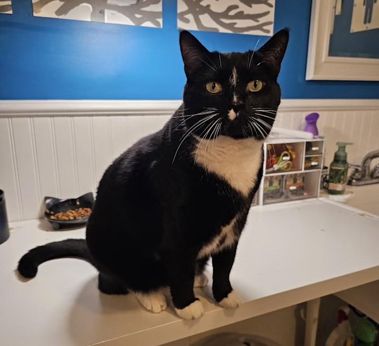 Spencer, Adopted, Adult Male Domestic Short Hair & Tuxedo.