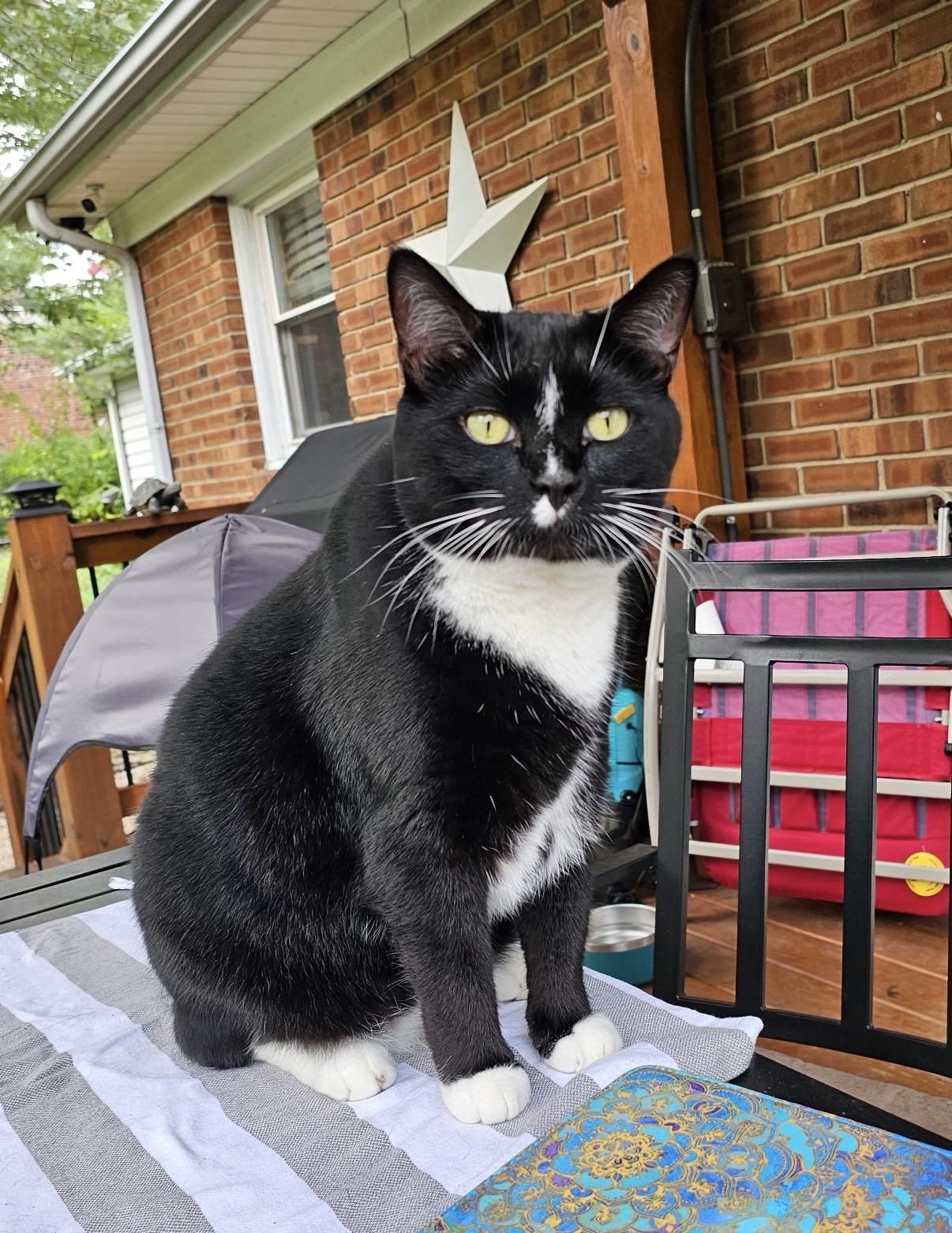 Enlarge Spencer, a Adopted mixed breed in Greensboro, NC image 2/4