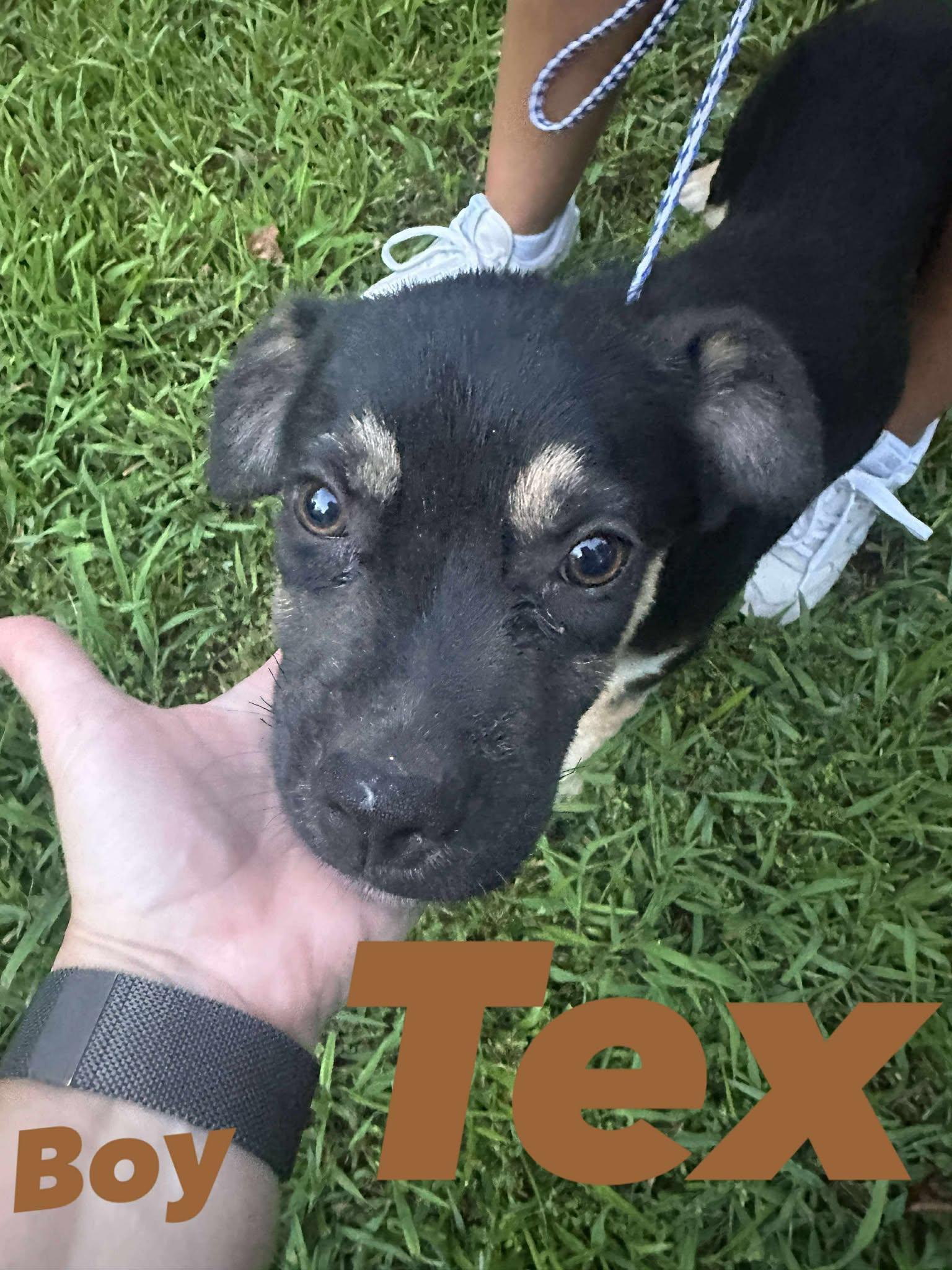 Tex