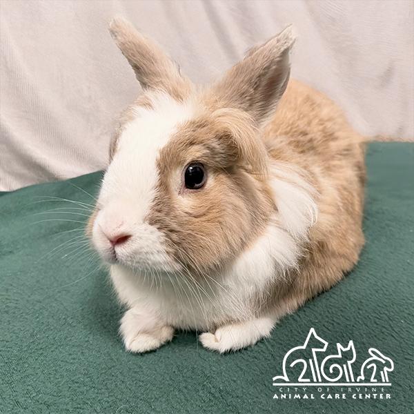 THUMPER, Adoptable, Adult Male Lionhead.